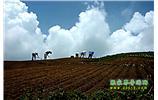 張家界、天子山、寶峰湖/黃龍洞、鳳凰古城、德夯大峽谷 苗族風(fēng)情五日游